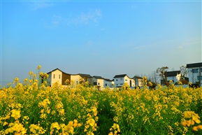 油菜花开