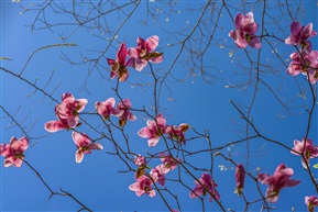 《紫玉兰》
