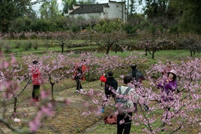 五里桃花节（图四）