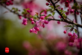 春暖花开