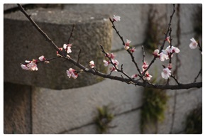 一枝桃花