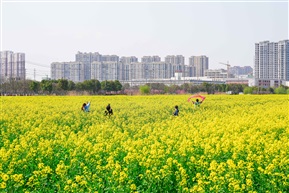 春天里
