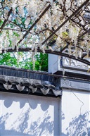 白花紫藤