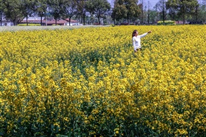 彩色油菜花海（组照-1）