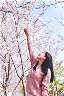 樱花树下