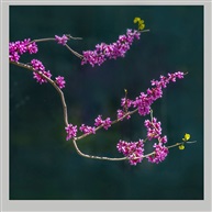 《紫荊》