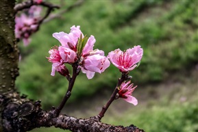 三家桃园情谊深(组照-4）