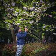 《花开季》