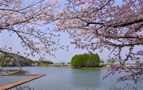 湖堤春樱