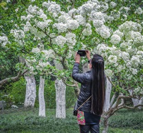 《摄春花》