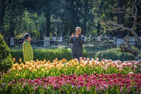 《又一春》