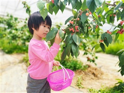 研究绿色植物