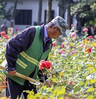 园丁