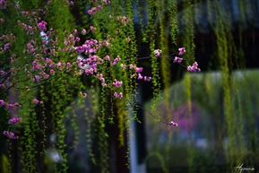 花红柳绿