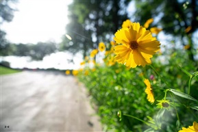 那些花儿
