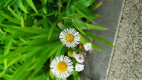 雨后雏菊