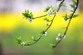 花开枝头