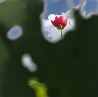 荷