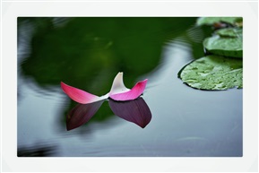 荷