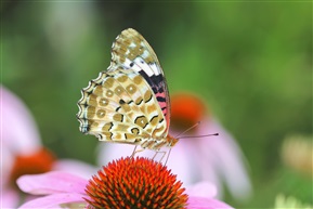 蝶恋花