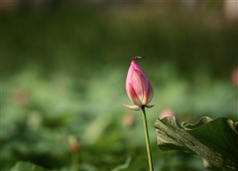 小荷才露尖尖角