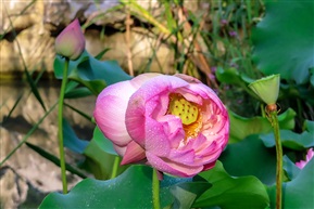 并蒂莲-2