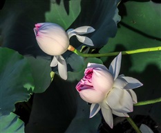 并蒂莲-13