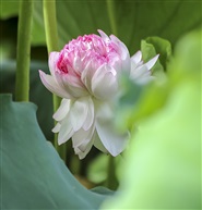 《并蒂莲》