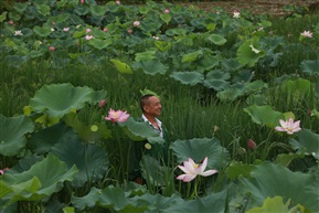 联庆堂荷花