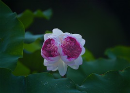 《并蒂莲》