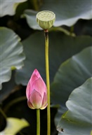 包蕾