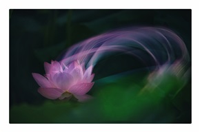 荷影