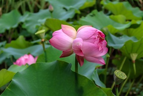 并蒂莲
