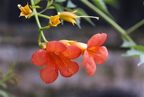 凌霄花开