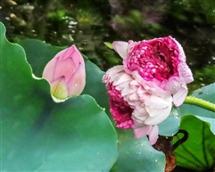 并蒂莲-16