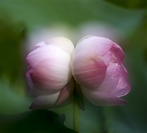 并蒂莲