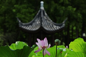 爱莲亭