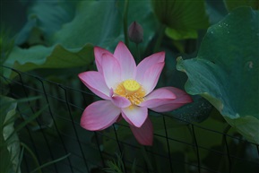 联庆堂荷花