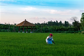 田间管理