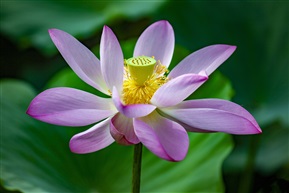 秋荷