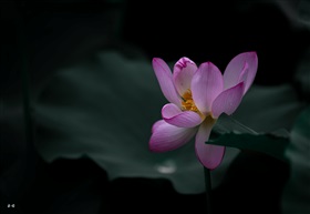 此花此叶常相映