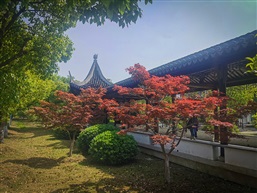 《又见枫叶红》