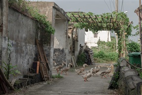 “游泳队”入场