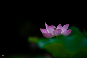荷