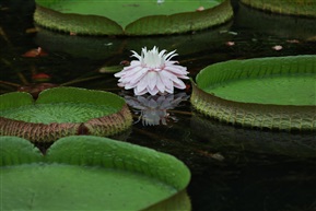 王莲花开