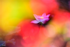 荷