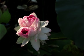 并蒂莲-86