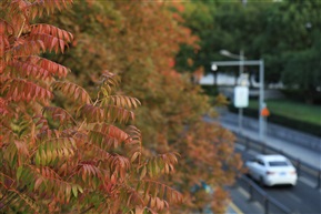 秋到鹿城（1）