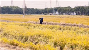 汗滴禾下土