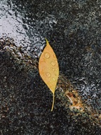 秋雨